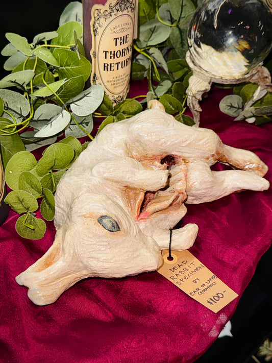 Dead Rabbit Specimen by Ear of Lamb Ceramics